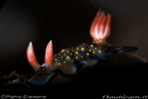 FLAMES - a different way to light a common nudibranch by Pietro Cremone 